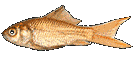 jenny.gif (21370 bytes)